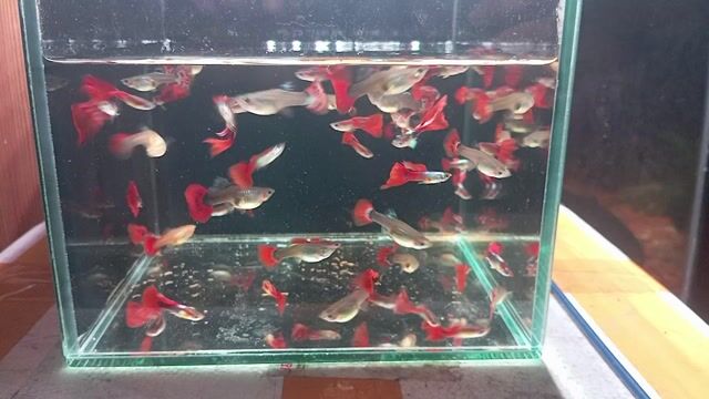 Cá 7 màu Đỏ Trắng Cát Lái. Mua bán Thú cưng khác tại Thành phố Thủ Đức Tp Hồ Chí Minh được đăng bởi Võ Tuấn Kiệt hình 1