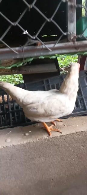 Gà mái nhạn trắng. Mua bán Gà tại Huyện Trần Đề Sóc Trăng được đăng bởi đạt gà kiểng  hình 1