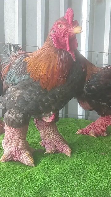 🇻🇳Gà thịt 4,5kg đến 5,5kg giá 320k 1kg❤❤