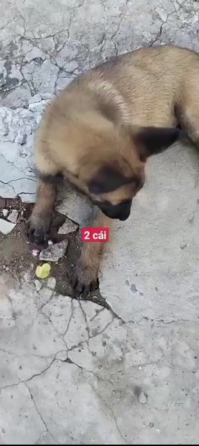 becgie bi cái 3 tháng . Mua bán Chó tại Huyện Bình Chánh Tp Hồ Chí Minh được đăng bởi thuy tran hình 1