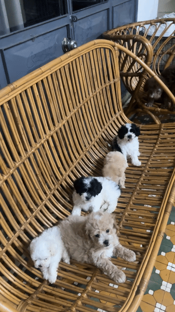 Chó Poodle 2 tháng tuổi nhiều màu. Mua bán Chó tại Quận Hải Châu Đà Nẵng được đăng bởi Trần Anh hình 1