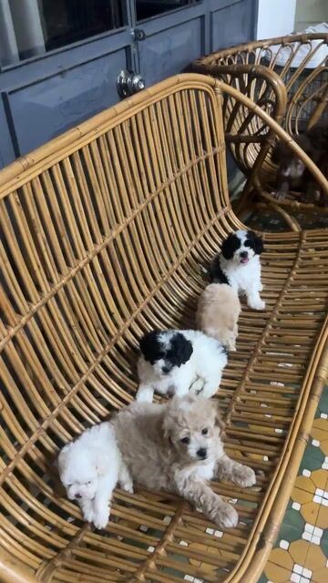 Chó Poodle 2 tháng tuổi nhiều màu. Mua bán Chó tại Quận Hải Châu Đà Nẵng được đăng bởi Trần Anh hình 1