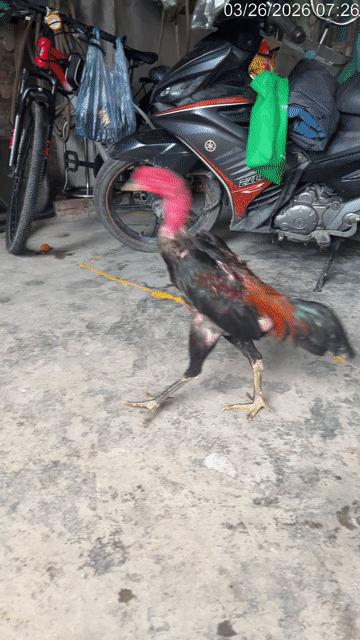Gà chọi Đen Đực. Mua bán Gà tại Huyện Cẩm Giàng Hải Dương được đăng bởi nam quân hình 1