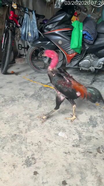 Gà chọi Đen Đực. Mua bán Gà tại Huyện Cẩm Giàng Hải Dương được đăng bởi nam quân hình 1