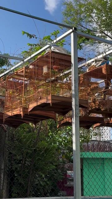 Chim chào mào 2 mùa Đang báo lông. Mua bán Chim tại Quận Tân Phú Tp Hồ Chí Minh được đăng bởi lê văn quý hình 1