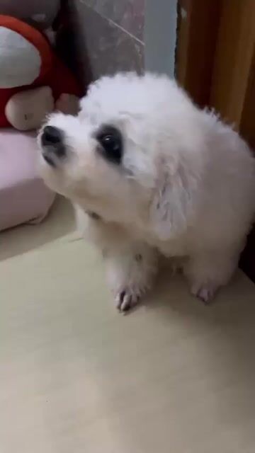 Chó Poodle Trắng đen. Mua bán Chó tại Quận Tân Phú Tp Hồ Chí Minh được đăng bởi Anh phường hình 1