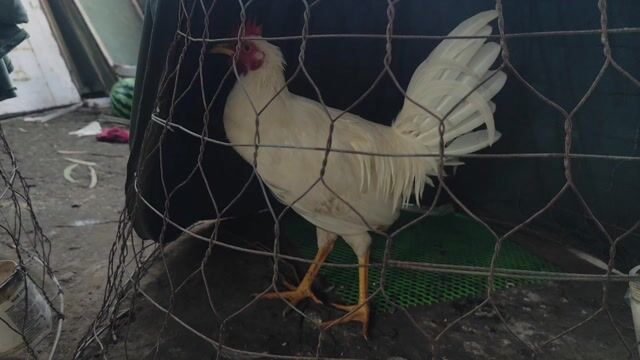 Gà Trống 1.8kg Trắng. Mua bán Gà tại Huyện Cờ Đỏ Cần Thơ được đăng bởi pêru kensol mung hình 1