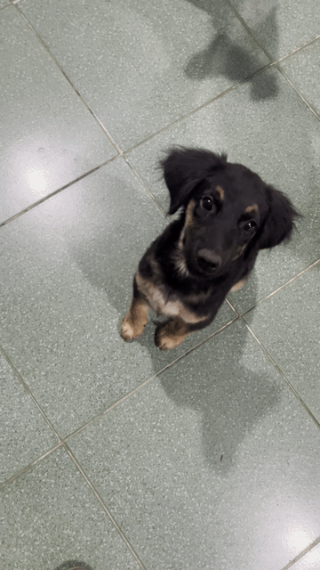 Chó Golden lai Becgie Cái 5kg Đen vàng. Mua bán Chó tại Quận Cái Răng Cần Thơ được đăng bởi Dương Lộc hình 1
