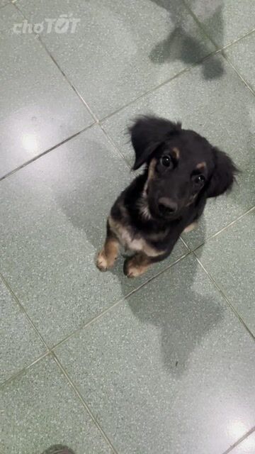 Chó Golden lai Becgie Cái 5kg Đen vàng. Mua bán Chó tại Quận Cái Răng Cần Thơ được đăng bởi Dương Lộc hình 1