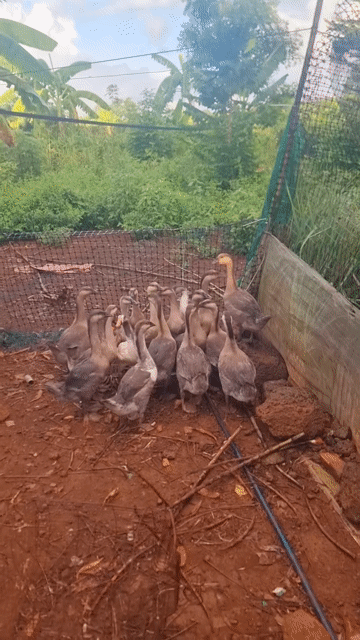 Ngỗng Xám Choai Thả vườn tự nhiên. Mua bán Thú cưng khác tại Huyện Vĩnh Cửu Đồng Nai được đăng bởi Trần Phước hình 1