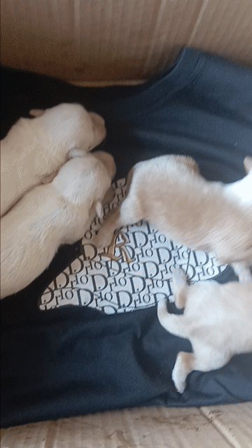Chó Poodle Mini Socola, Trắng, Đốm dưới 2 tháng. Mua bán Chó tại Huyện Củ Chi Tp Hồ Chí Minh được đăng bởi Tuyến hình 1