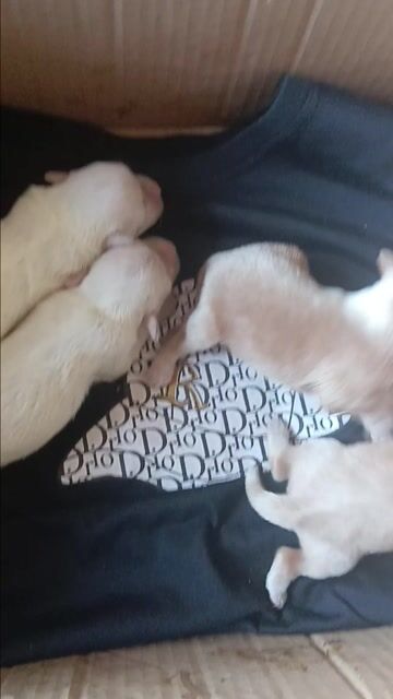 Chó Poodle Mini Socola, Trắng, Đốm dưới 2 tháng. Mua bán Chó tại Huyện Củ Chi Tp Hồ Chí Minh được đăng bởi Tuyến hình 1