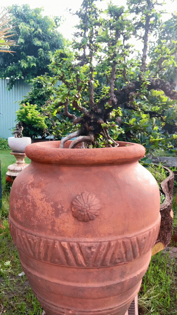 Cây Sam trái. Mua bán Cây cảnh, đồ trang trí tại Thành phố Thủ Đức Tp Hồ Chí Minh được đăng bởi Bonsai Quang Châu  hình 1