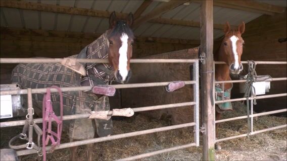 Dans la peau d'un cheval
