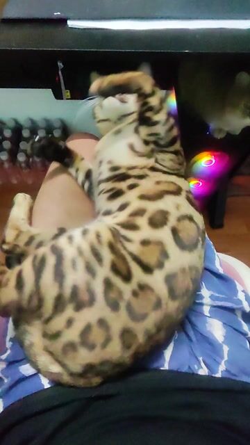 Mèo Bengal đực trưởng thành, vân đốm đẹp. Mua bán Mèo tại Quận Long Biên Hà Nội được đăng bởi Hiếu hình 1