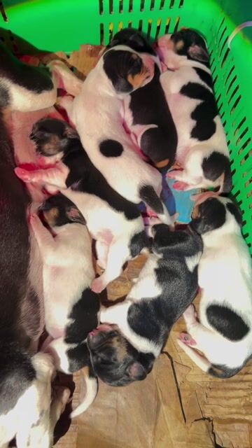 lạp xưởng màu hiếm bò sữa. Mua bán Chó tại Huyện Củ Chi Tp Hồ Chí Minh được đăng bởi Khang Nguyễn hình 1