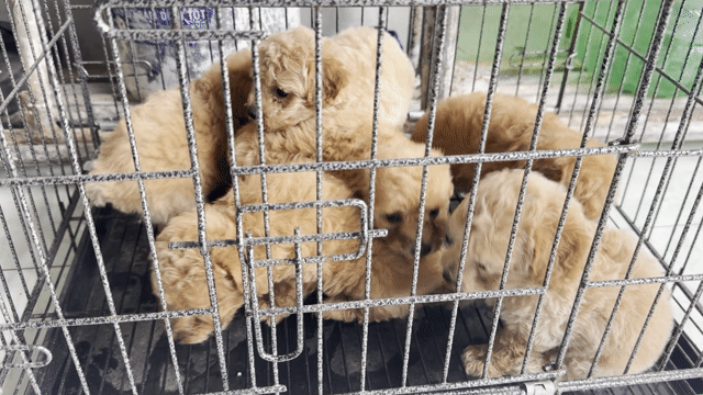 Chó Poodle nâu hơn 1 tháng tuổi. Mua bán Chó tại Thành phố Cao Lãnh Đồng Tháp được đăng bởi Quốc hình 1