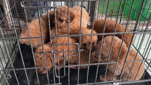 Chó Poodle nâu hơn 1 tháng tuổi. Mua bán Chó tại Thành phố Cao Lãnh Đồng Tháp được đăng bởi Quốc hình 1