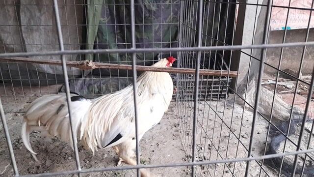 Gà Trắng 3.3kg. Mua bán Gà tại Huyện Trần Đề Sóc Trăng được đăng bởi Trần Huyền hình 1