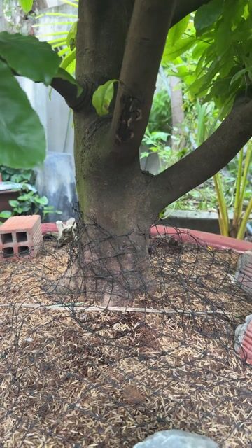 Mai vàng gốc hoành 42cm. Mua bán Cây cảnh, đồ trang trí tại Quận Bình Tân Tp Hồ Chí Minh được đăng bởi Lê Khánh  hình 1