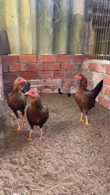 Gà Mái Tre Cuban Sil Mỹ. Mua bán Gà tại Quận Ô Môn Cần Thơ được đăng bởi Liêm Châu hình 1