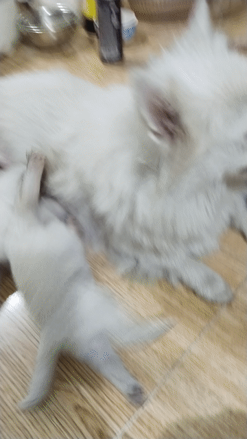Chó Poodle Trắng đốm nâu 22 ngày khỏe mạnh. Mua bán Chó tại Thành phố Thủ Đức Tp Hồ Chí Minh được đăng bởi bùi thị lài hình 1