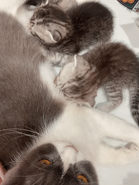Mèo ALN Tappy tai cụp lửng Đực. Mua bán Mèo tại Quận 4 Tp Hồ Chí Minh được đăng bởi Lê hạnh hình 1