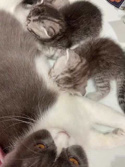 Mèo ALN Tappy tai cụp lửng Đực. Mua bán Mèo tại Quận 4 Tp Hồ Chí Minh được đăng bởi Lê hạnh hình 1