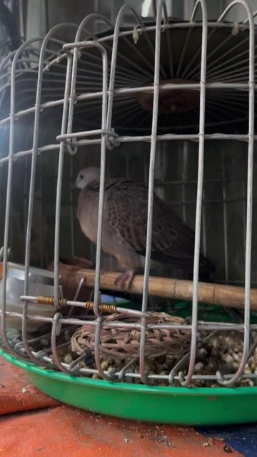 Chim cu gáy Malaysia đã gây giọng gió. Mua bán Chim tại Quận 12 Tp Hồ Chí Minh được đăng bởi Quốc Vỹ hình 1