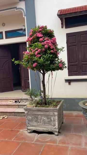 mẫu đơn hồng phấn. Mua bán Cây cảnh, đồ trang trí tại Huyện Sóc Sơn Hà Nội được đăng bởi Vương xuân Hội hình 1