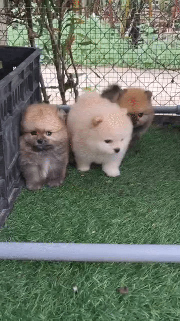 bán pom mini petshop 130 đường 2/9 đà nẵng kk. Mua bán Chó tại Quận Liên Chiểu Đà Nẵng được đăng bởi Chó Cảnh Đà Nẵng 130 đường 2 9  hình 1