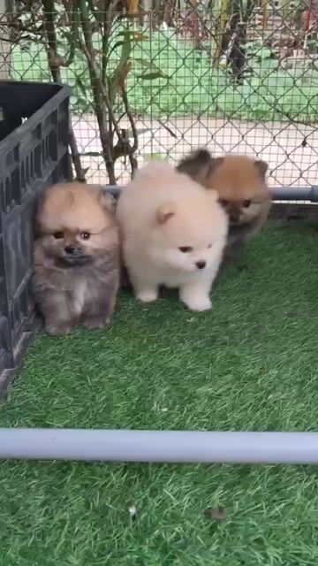 bán pom mini petshop 130 đường 2/9 đà nẵng kk. Mua bán Chó tại Quận Liên Chiểu Đà Nẵng được đăng bởi Chó Cảnh Đà Nẵng 130 đường 2 9  hình 1