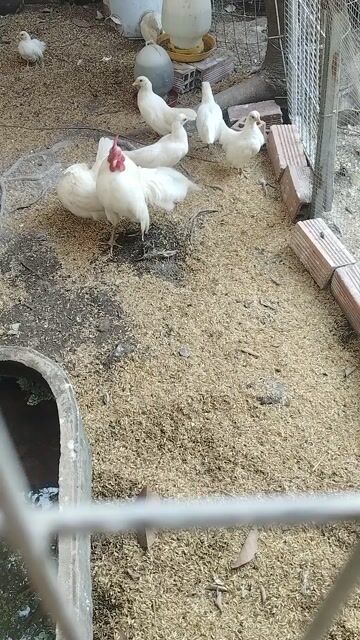 Gà tre Thái trống mái hơn 3 tháng. Mua bán Gà tại Quận 12 Tp Hồ Chí Minh được đăng bởi Quý khuyển hình 1