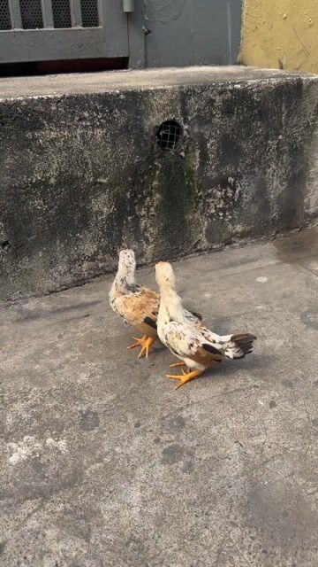 Gà tre trống hơn 1 tháng tuổi. Mua bán Gà tại Quận 12 Tp Hồ Chí Minh được đăng bởi Hiếu Nguyễn hình 1