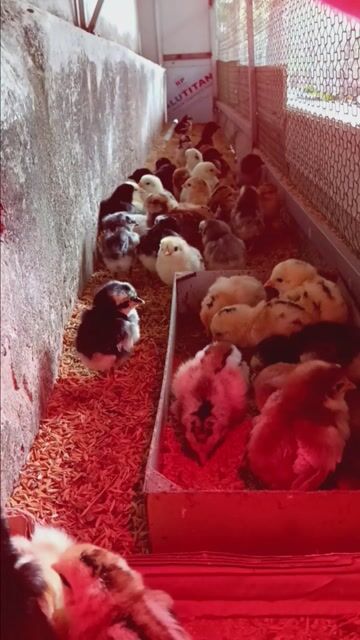 Cha lai kelso _ mẹ lai nhiều giống khác nhau
