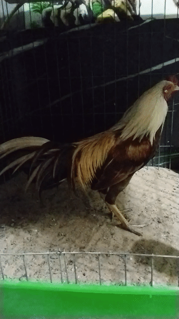 khét sữa to zin . Mua bán Gà tại Huyện Bình Chánh Tp Hồ Chí Minh được đăng bởi ga tơ zin hình 1