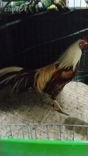 khét sữa to zin . Mua bán Gà tại Huyện Bình Chánh Tp Hồ Chí Minh được đăng bởi ga tơ zin hình 1