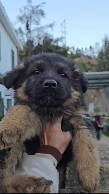 Chó Becgie con non màu Đen. Mua bán Chó tại Huyện Bình Chánh Tp Hồ Chí Minh được đăng bởi Trường Bùi nguyên hình 1