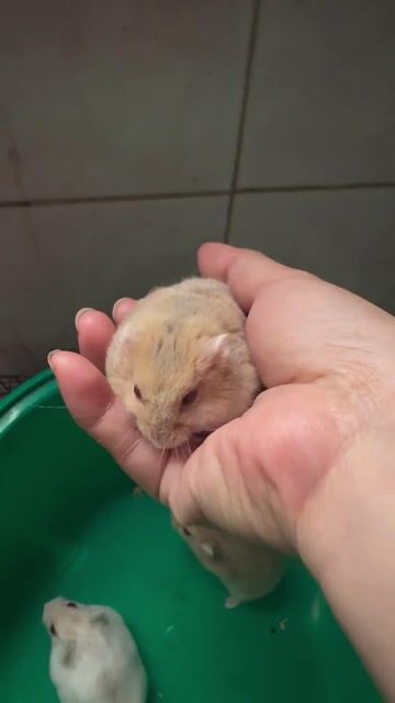 Chuột Hamster syrian. Mua bán Thú cưng khác tại Quận Thanh Khê Đà Nẵng được đăng bởi Shinsu hình 1