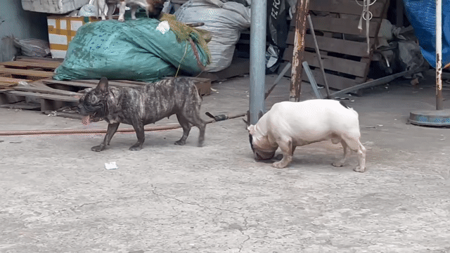 Chó Bull Pháp Cái Đen vằn. Mua bán Chó tại Huyện Hóc Môn Tp Hồ Chí Minh được đăng bởi Mẫn hình 1