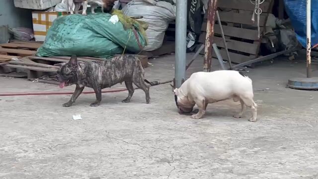 Chó Bull Pháp Cái Đen vằn. Mua bán Chó tại Huyện Hóc Môn Tp Hồ Chí Minh được đăng bởi Mẫn hình 1