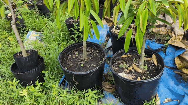 Sầu riêng Thái 1,5m. Mua bán Đồ chuyên dụng, Giống nuôi trồng tại Huyện Gò Dầu Tây Ninh được đăng bởi Dương hình 1