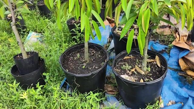 Sầu riêng Thái 1,5m. Mua bán Đồ chuyên dụng, Giống nuôi trồng tại Huyện Gò Dầu Tây Ninh được đăng bởi Dương hình 1
