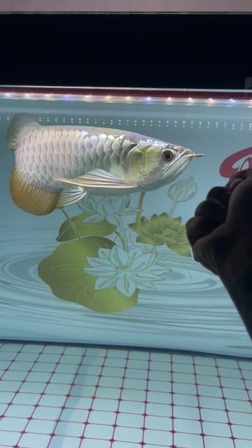 Cá Kim Long 40-42cm Vàng nhạt. Mua bán Thú cưng khác tại Thị xã Bến Cát Bình Dương được đăng bởi DANG VAN SANG hình 1