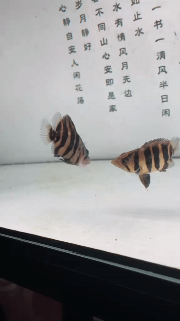 Cá cảnh Hổ Sumatra Vàng đen. Mua bán Thú cưng khác tại Quận Ninh Kiều Cần Thơ được đăng bởi Duy Anh hình 1