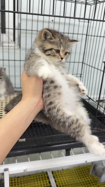 Mèo Anh xinh xắn giá mềm. Mua bán Mèo tại Quận Thanh Xuân Hà Nội được đăng bởi Pets House hình 1