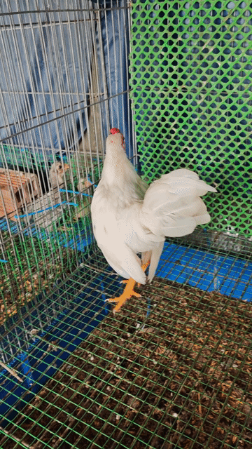Gà tre trống Trắng 310 gram. Mua bán Gà tại Quận Cái Răng Cần Thơ được đăng bởi Phương Nguyện hình 1
