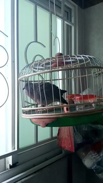 Chim cảnh Xám Lông đẹp hót hay. Mua bán Chim tại Quận 8 Tp Hồ Chí Minh được đăng bởi LH .A TAI hình 1
