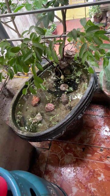 Tiểu cảnh bể cá cây ôm đá. Mua bán Cây cảnh, đồ trang trí tại Quận Hoàng Mai Hà Nội được đăng bởi Huy Mắm hình 1