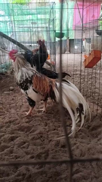 Gà trống đa sắc 3.5-3.6kg. Mua bán Gà tại Huyện Chợ Gạo Tiền Giang được đăng bởi Sun  hình 1
